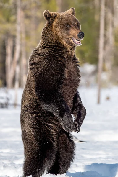 Medvěd Hnědý Otevřenou Tlamou Zadních Nohách Zimním Lese Vědecký Název — Stock fotografie