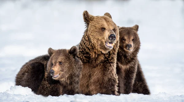 Niedźwiedzie Niedźwiedzie Zimie Środowisko Naturalne Niedźwiedź Brunatny Nazwisko Naukowe Ursus — Zdjęcie stockowe