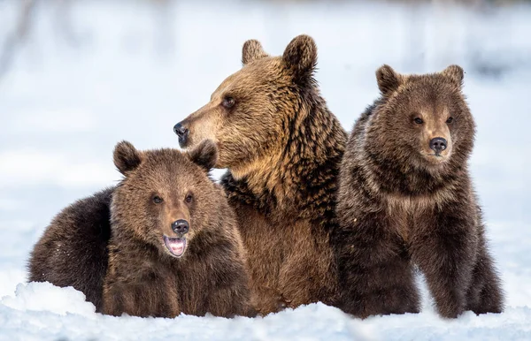 Björnungar Och Björnungar Vintern Naturlig Livsmiljö Brunbjörn Vetenskapligt Namn Ursus — Stockfoto