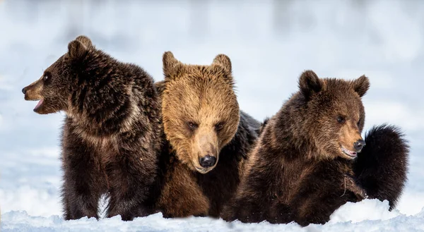 Медведица Медведица Зимой Естественная Среда Обитания Бурый Медведь Научное Название — стоковое фото