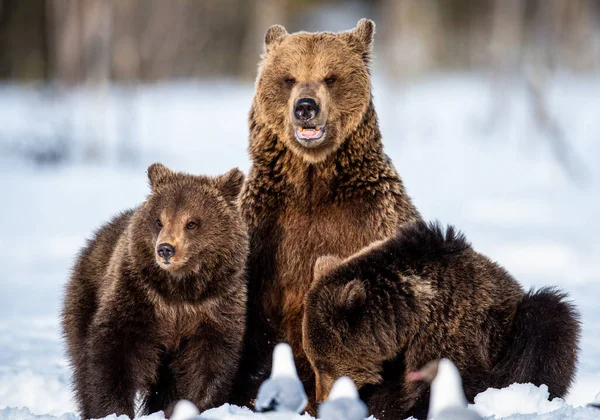 Zimě Medvědice Medvědice Přírodní Prostředí Medvěd Hnědý Vědecké Jméno Ursus — Stock fotografie
