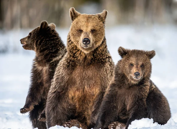She Bear Bear Cubs Winter Natural Habitat Brown Bear Scientific — Stock Photo, Image