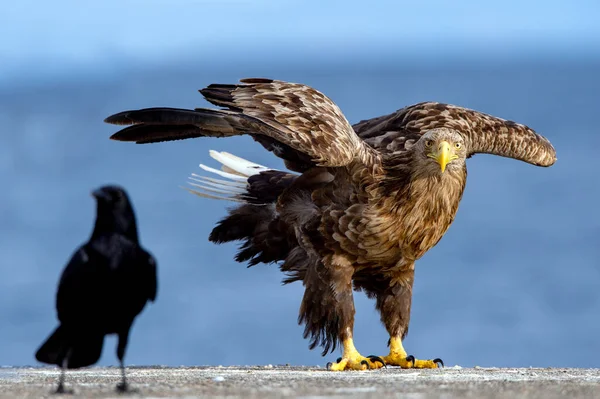 Beyaz Kuyruklu Kartal Kuzgun Bilimsel Adı Haliaeetus Albcilla — Stok fotoğraf