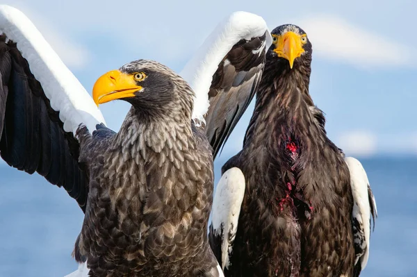 Águila Marina Del Adulto Steller Extendió Sus Alas Vista Frontal — Foto de Stock