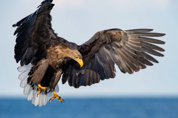 Aterrizaje Águila Cola Blanca Nombre Científico Haliaeetus Albcilla —  Fotos de Stock