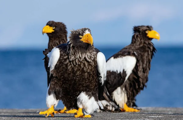 Yetişkin Steller Deniz Kartalları Portreyi Kapat Bilimsel Adı Haliaeetus Pelagicus — Stok fotoğraf