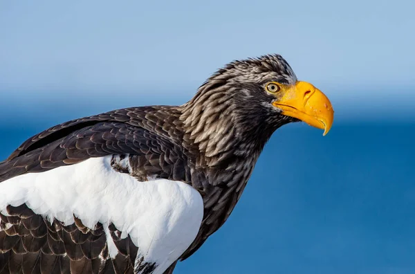 Voksen Stellers Havørn Tæt Portræt Videnskabeligt Navn Haliaeetus Pelagicus Blå - Stock-foto