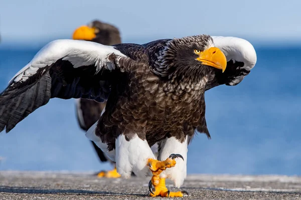 成虫のワシは羽を広げた フロントビュー 大人のステラの海ワシの肖像画を閉じます Haliaeetus Pelagicus 青の背景 — ストック写真