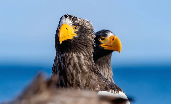 Adult Steller Sea Eagles Close Portrait Scientific Name Haliaeetus Pelagicus — Stock Photo, Image
