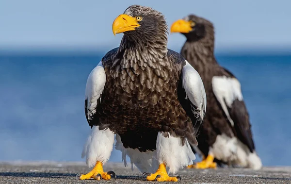 Aquile Mare Steller Adulto Ritratto Chiusura Nome Scientifico Haliaeetus Pelagicus — Foto Stock