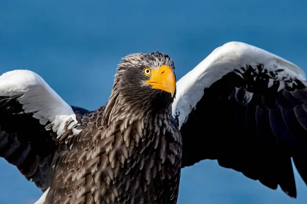 Águila Marina Adulta Steller Primer Plano Retrato Vista Frontal Nombre —  Fotos de Stock