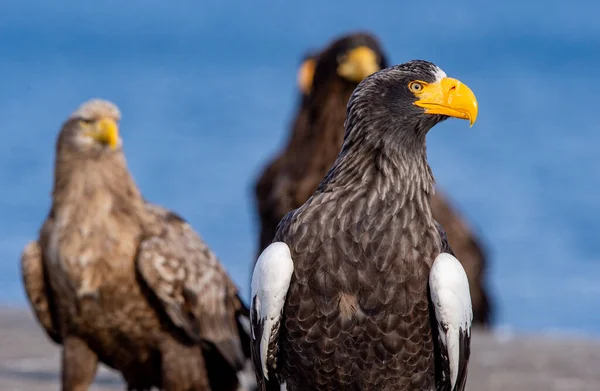 Adult Steller Sea Eagles Close Portrait Scientific Name Haliaeetus Pelagicus — Stock Photo, Image