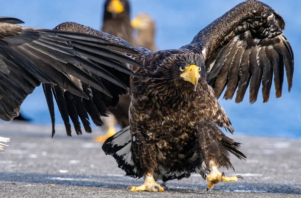 Adler Mit Gespreizten Flügeln Erwachsener Steller Seeadler Porträt Aus Nächster — Stockfoto