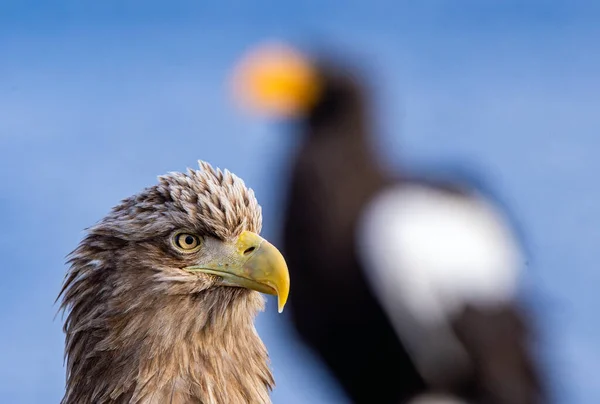 Águia Cauda Branca Nome Científico Haliaeetus Albcilla — Fotografia de Stock