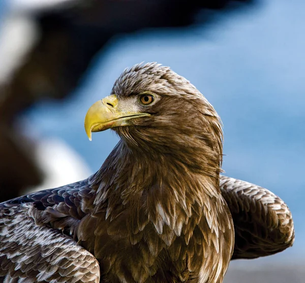 Águia Cauda Branca Nome Científico Haliaeetus Albcilla — Fotografia de Stock