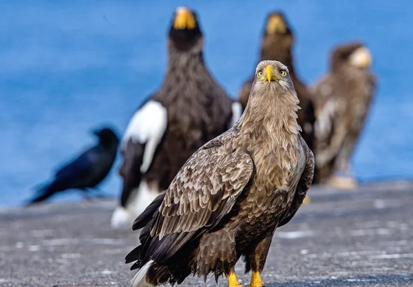 Águias Cauda Branca Nome Científico Haliaeetus Albcilla — Fotografia de Stock