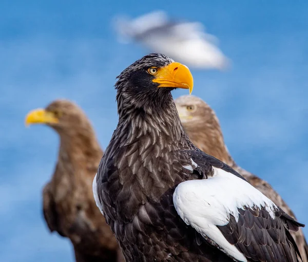 Aigles Mer Adultes Steller Gros Plan Portrait Nom Scientifique Haliaeetus — Photo