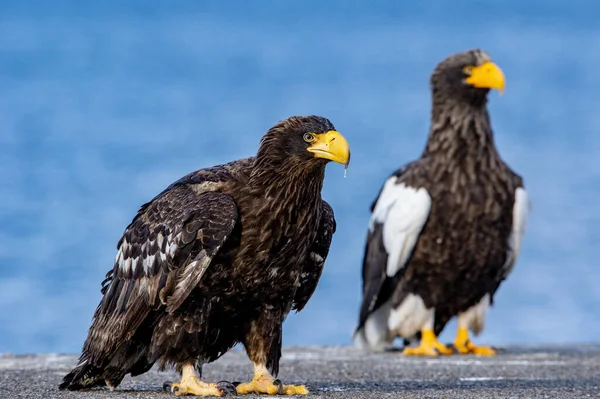 Juvenile Steller Deniz Kartalları Portreyi Kapat Bilimsel Adı Haliaeetus Pelagicus — Stok fotoğraf