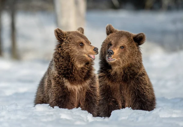 Bear Cubs Winter Forest Natural Habitat Brown Bear Scientific Name — Stock Photo, Image