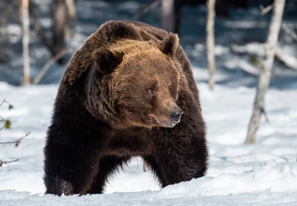 Взрослый Мужчина Коричневого Медведя Снегу Зимнем Лесу Закрывай Научное Название — стоковое фото