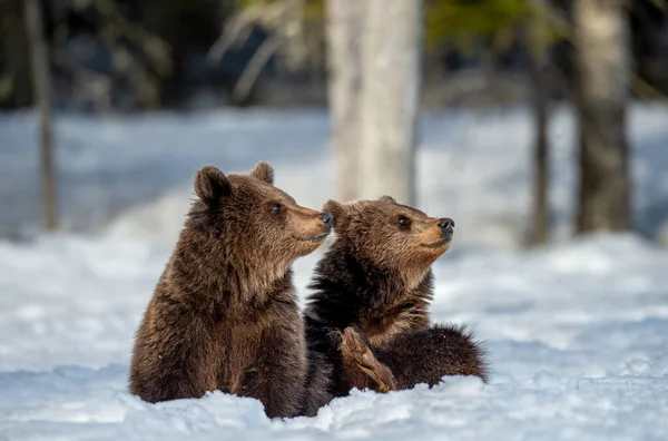 Bear Cubs Winter Forest Bear Cub Sit Snow Raised His — Stock Photo, Image