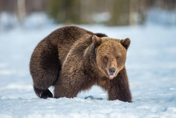 Barna Medve Hóban Téli Erdőben Tudományos Név Ursus Arctos Vad — Stock Fotó