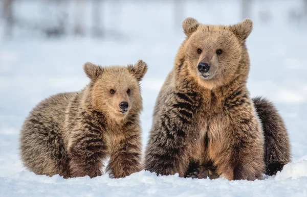 Orsa Cucciolo Orso Sulla Neve Nella Foresta Invernale Natura Selvaggia — Foto Stock