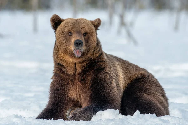 冬の森の雪に茶色のクマ Ursus Arctos 野生の自然 自然生息地 — ストック写真