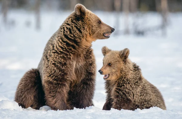 在冬天的森林里 她和小熊在雪地上玩耍 野生自然 自然栖息地 Ursus Arctos Arctos — 图库照片