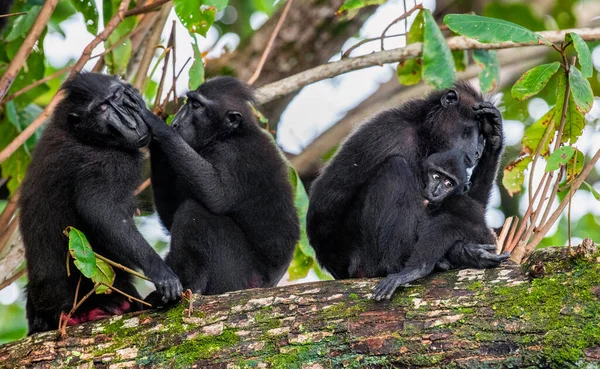 Family of macaques on the tree. The Celebes crested macaques on the branch of the tree. Crested black macaque, Sulawesi crested macaque. Wild nature, natural habitat. Indonesia, Sulawesi Island