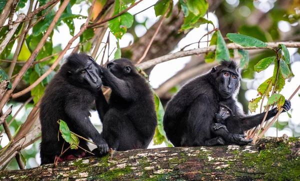 Familie Van Makaken Aan Boom Celebes Kuifmakaken Tak Van Boom — Stockfoto