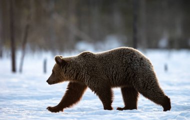 Kış ormanında vahşi yetişkin bir boz ayı. Kahverengi ayı, bilimsel adı Ursus arctos arctos. Kış mevsimi. Doğal Yaşam Alanı.
