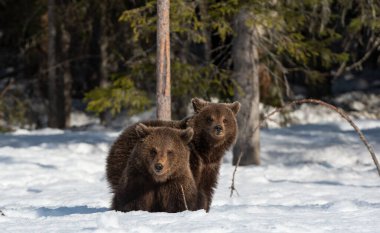 Kış ormanında ayı yavruları. Doğal yaşam alanı. Kahverengi ayı, Bilimsel adı Ursus Arctos Arctos.