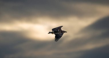 Flying Eagle silhouetted on sunset sky background. Juvenile sea eagle flying among storm clouds near sunset. Juvenile White-tailed eagle. Haliaeetus albicilla, also known as the ern, erne, gray eagle, clipart
