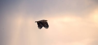 Uçan Kartal, günbatımında gökyüzü arka planında siluetlendi. Günbatımına yakın fırtına bulutları arasında uçan yavru deniz kartalı. Genç, beyaz kuyruklu kartal. Haliaeetus albicilla, ayrıca ern, erne, gri kartal olarak da bilinir.,