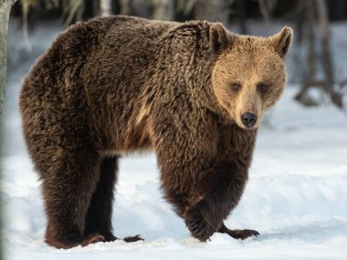 Kış ormanında vahşi yetişkin bir boz ayı. Ön manzara. Kahverengi ayı, bilimsel adı Ursus arctos arctos. Kış mevsimi. Doğal Yaşam Alanı.