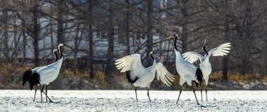 Dans eden turnalar. Vinçlerin evlilik töreni dansı. Kırmızı taçlı turna. Bilimsel adı Grus japonensis, aynı zamanda Japon turnası veya Mançurya turnası olarak da bilinir.