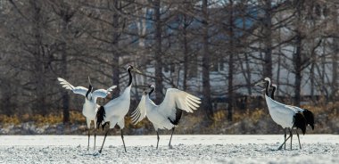 Dans eden turnalar. Vinçlerin evlilik töreni dansı. Kırmızı taçlı turna. Bilimsel adı Grus japonensis, aynı zamanda Japon turnası veya Mançurya turnası olarak da bilinir.