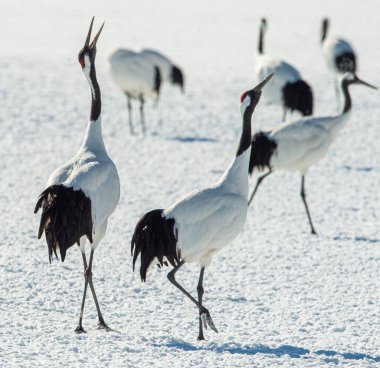 Dans eden turnalar. Vinçlerin evlilik töreni dansı. Kırmızı taçlı turna. Bilimsel adı Grus japonensis, aynı zamanda Japon turnası veya Mançurya turnası olarak da bilinir.
