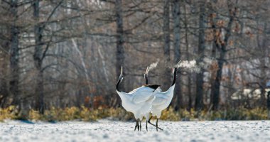 Dans eden turnalar. Vinçlerin evlilik töreni dansı. Kırmızı taçlı turna. Bilimsel adı Grus japonensis, aynı zamanda Japon turnası veya Mançurya turnası olarak da bilinir..