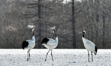 Dancing Cranes. The ritual marriage dance of cranes. The red-crowned crane. Scientific name: Grus japonensis, also called the Japanese crane or Manchurian crane, is a large East Asian Crane. clipart