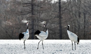 Dans eden turnalar. Vinçlerin evlilik töreni dansı. Kırmızı taçlı turna. Bilimsel adı Grus japonensis, aynı zamanda Japon turnası veya Mançurya turnası olarak da bilinir..