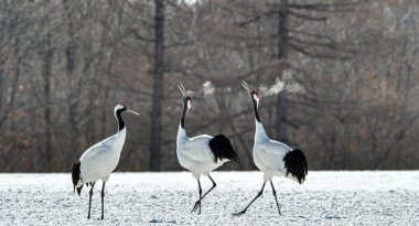 Dans eden turnalar. Vinçlerin evlilik töreni dansı. Kırmızı taçlı turna. Bilimsel adı Grus japonensis, aynı zamanda Japon turnası veya Mançurya turnası olarak da bilinir..