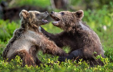 Brown Bear Cubs playfully fighting in summer forest. Scientific name: Ursus Arctos Arctos. Natural habitat.