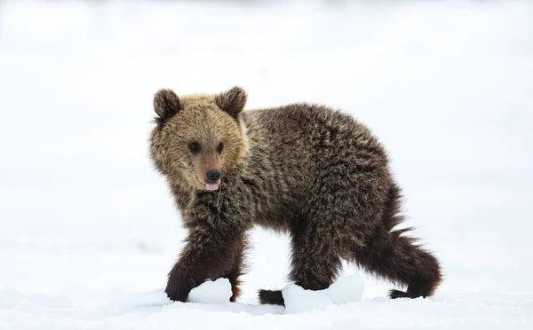 Urso Filhote Andando Sobre Neve Floresta Inverno Habitat Natural Urso — Fotografia de Stock