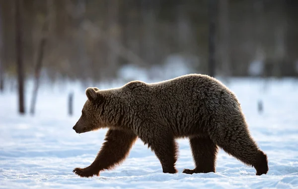 Γρια Ενήλικη Καφέ Αρκούδα Στο Χειμερινό Δάσος Καφέ Αρκούδα Επιστημονική — Φωτογραφία Αρχείου