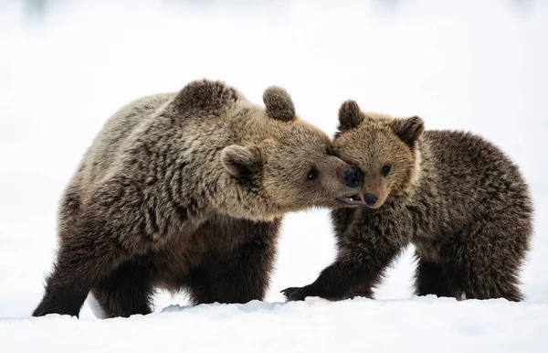 Elle Ours Ourson Dans Forêt Hiver Sur Neige Habitat Naturel — Photo