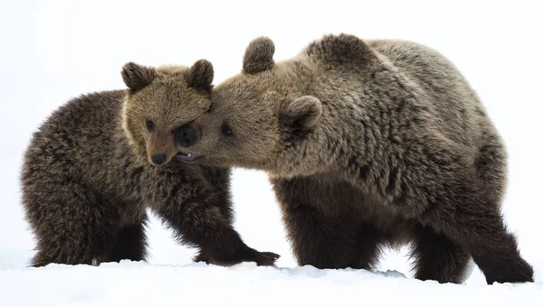 Björnbjörn Och Björnunge Vinterskogen Snön Naturlig Livsmiljö Vetenskapligt Namn Ursus — Stockfoto
