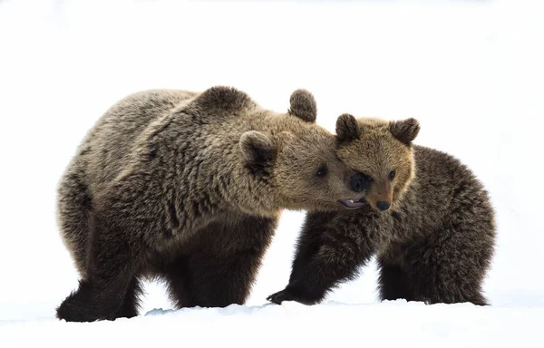 Elle Ours Ourson Dans Forêt Hiver Sur Neige Habitat Naturel — Photo