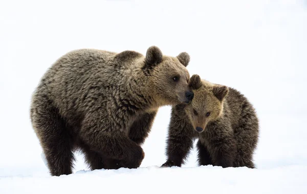 Медведица Медвежонок Зимнем Лесу Снегу Естественная Среда Обитания Научное Название — стоковое фото